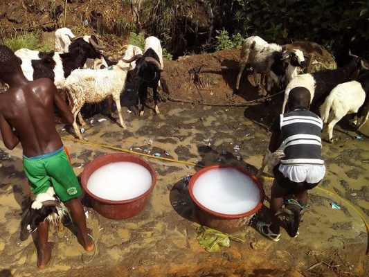 Article : Le marché de bétail d’Abobo, un business tentaculaire