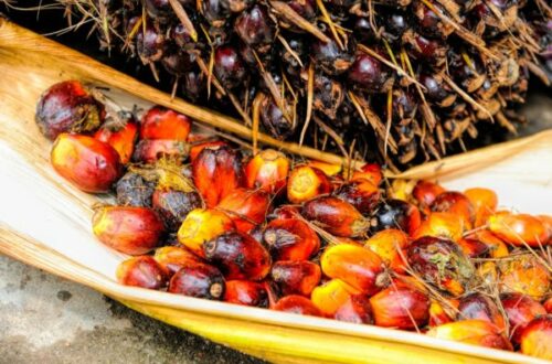 Article : Durabilité de la filière palmier à huile, l’approche de Earthworm Foundation